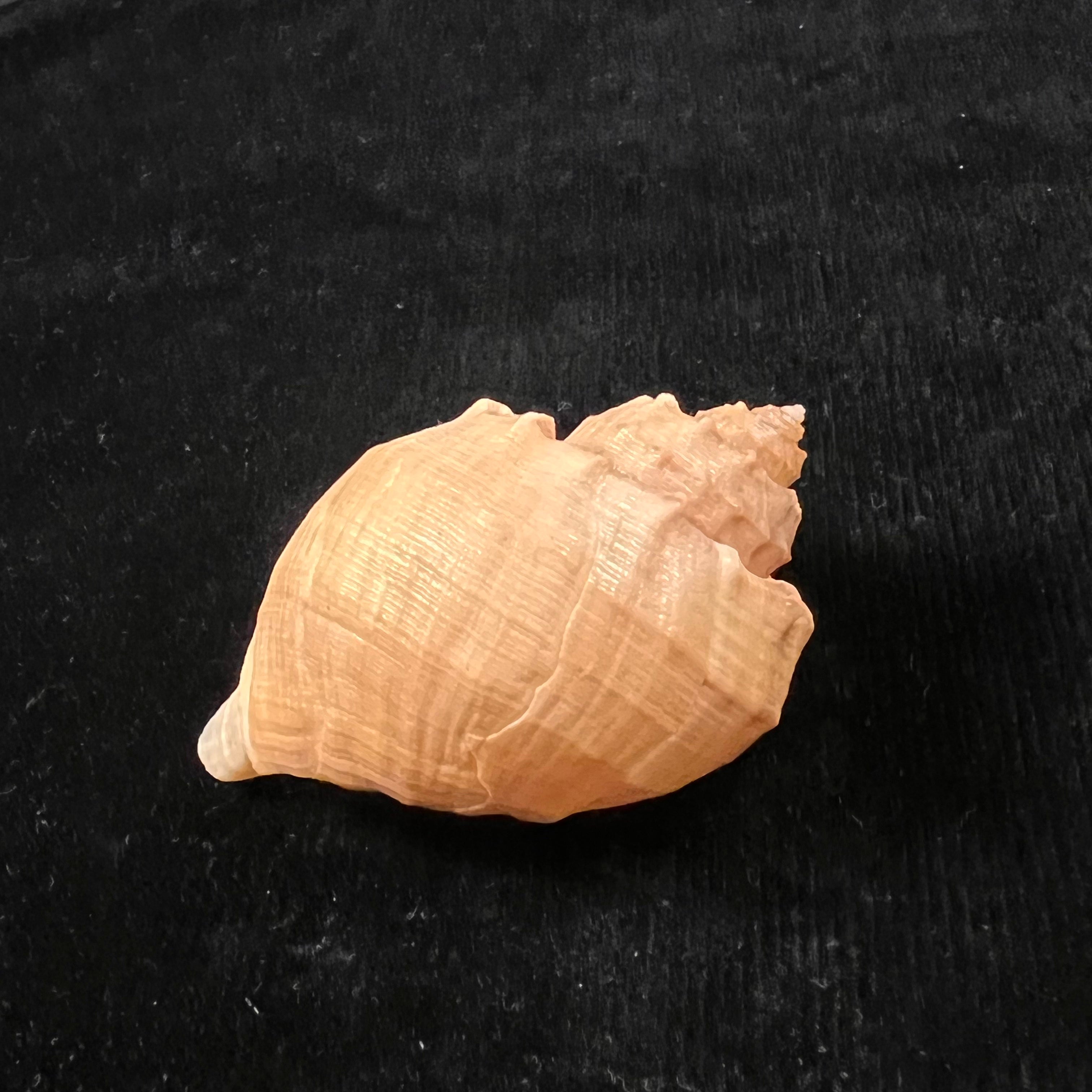 Trigonostoma bullatum (GB Sowerby I, 1832) - 63,4mm