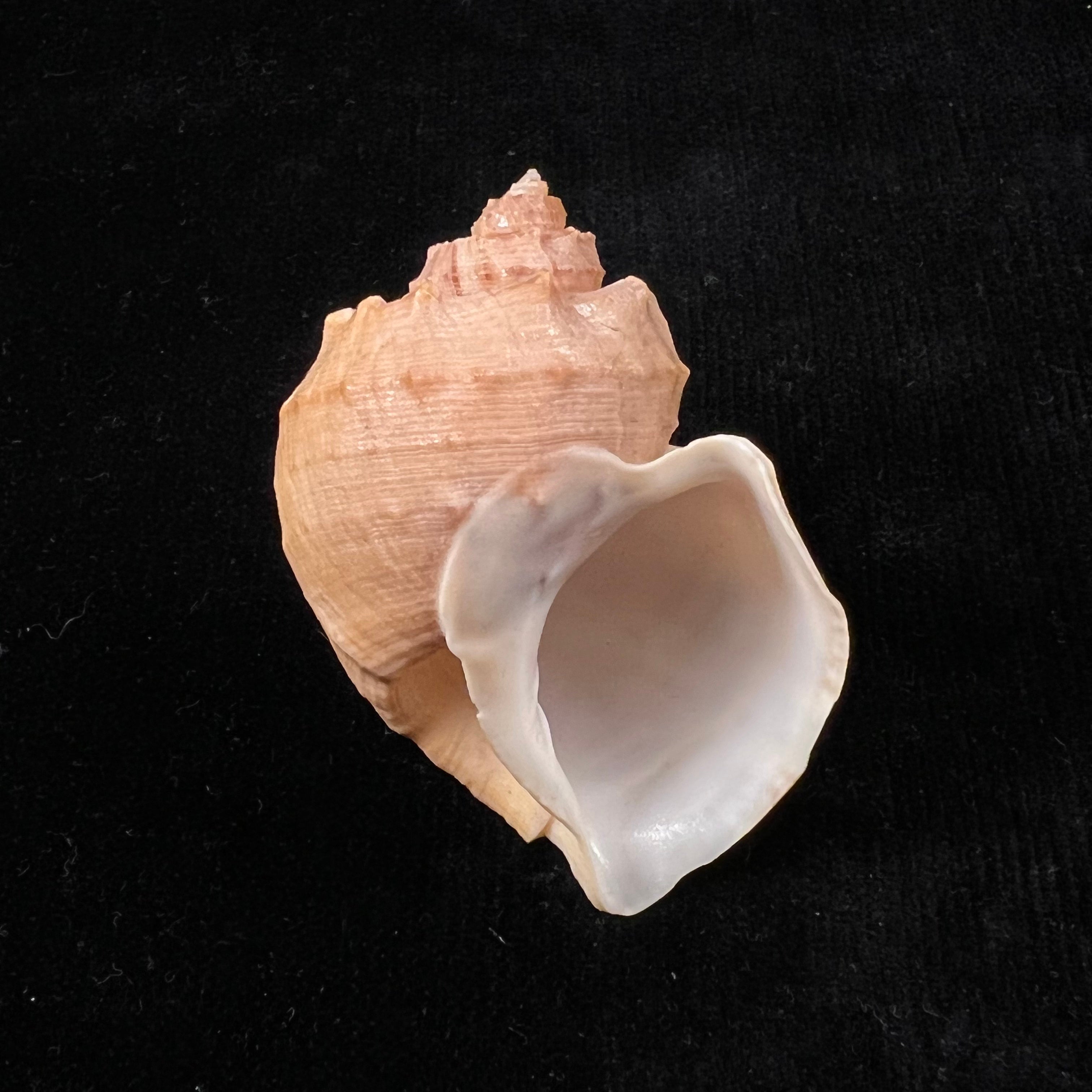 Trigonostoma bullatum (GB Sowerby I, 1832) - 63,4mm
