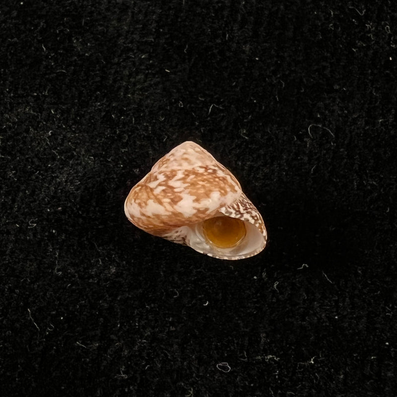 Tegula fasciata (Born, 1778) - 12,5mm