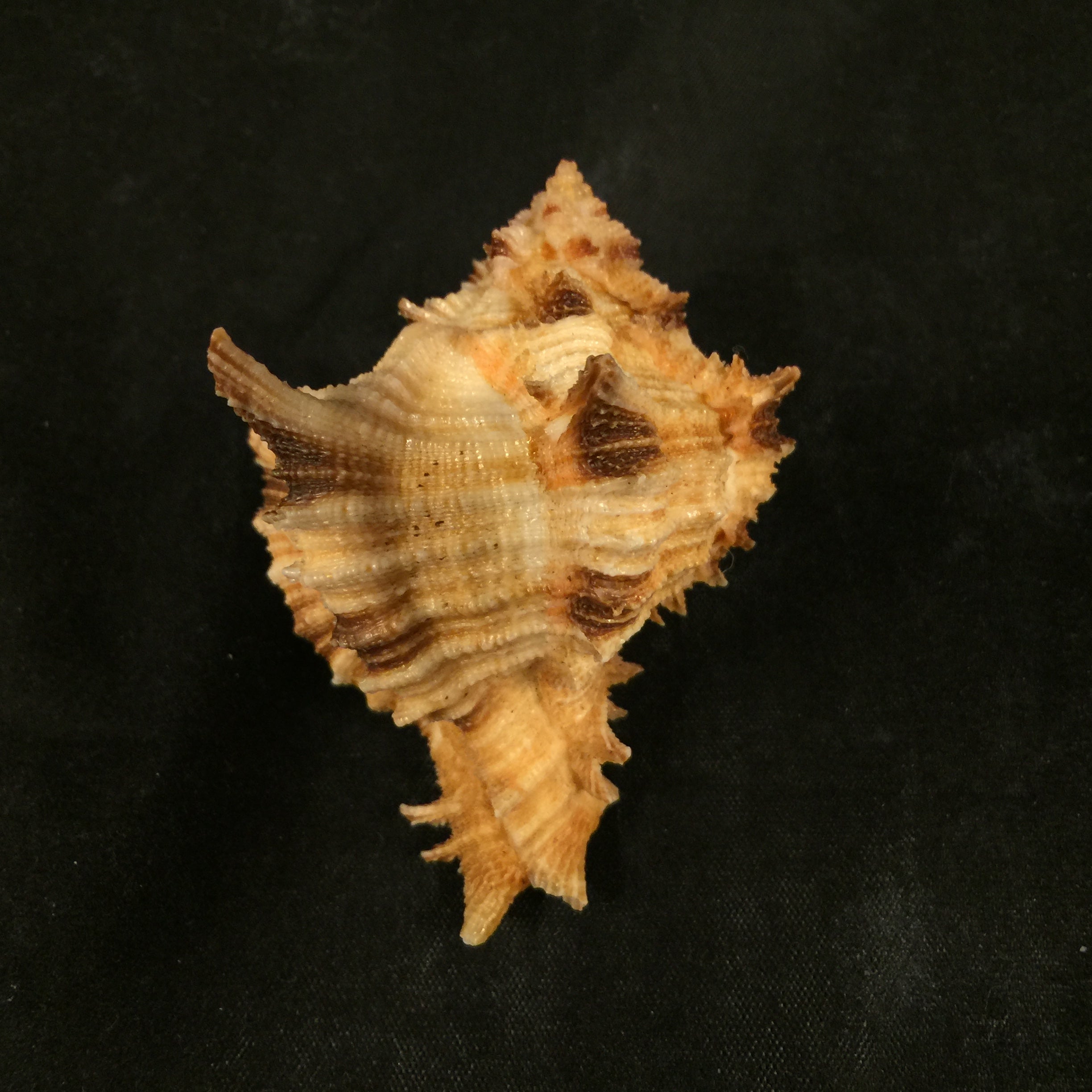 Hexaplex rosarium (Röding, 1798) - 66,7mm