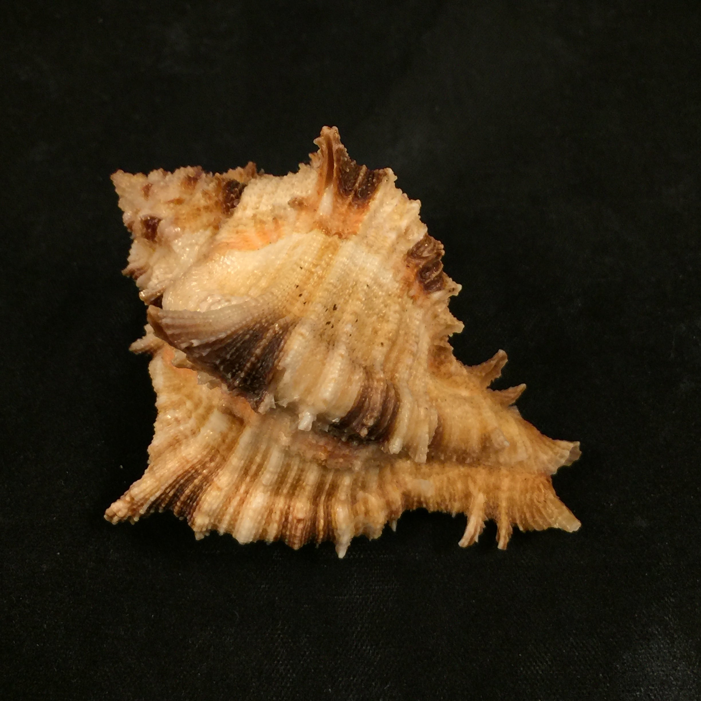 Hexaplex rosarium (Röding, 1798) - 66,7mm