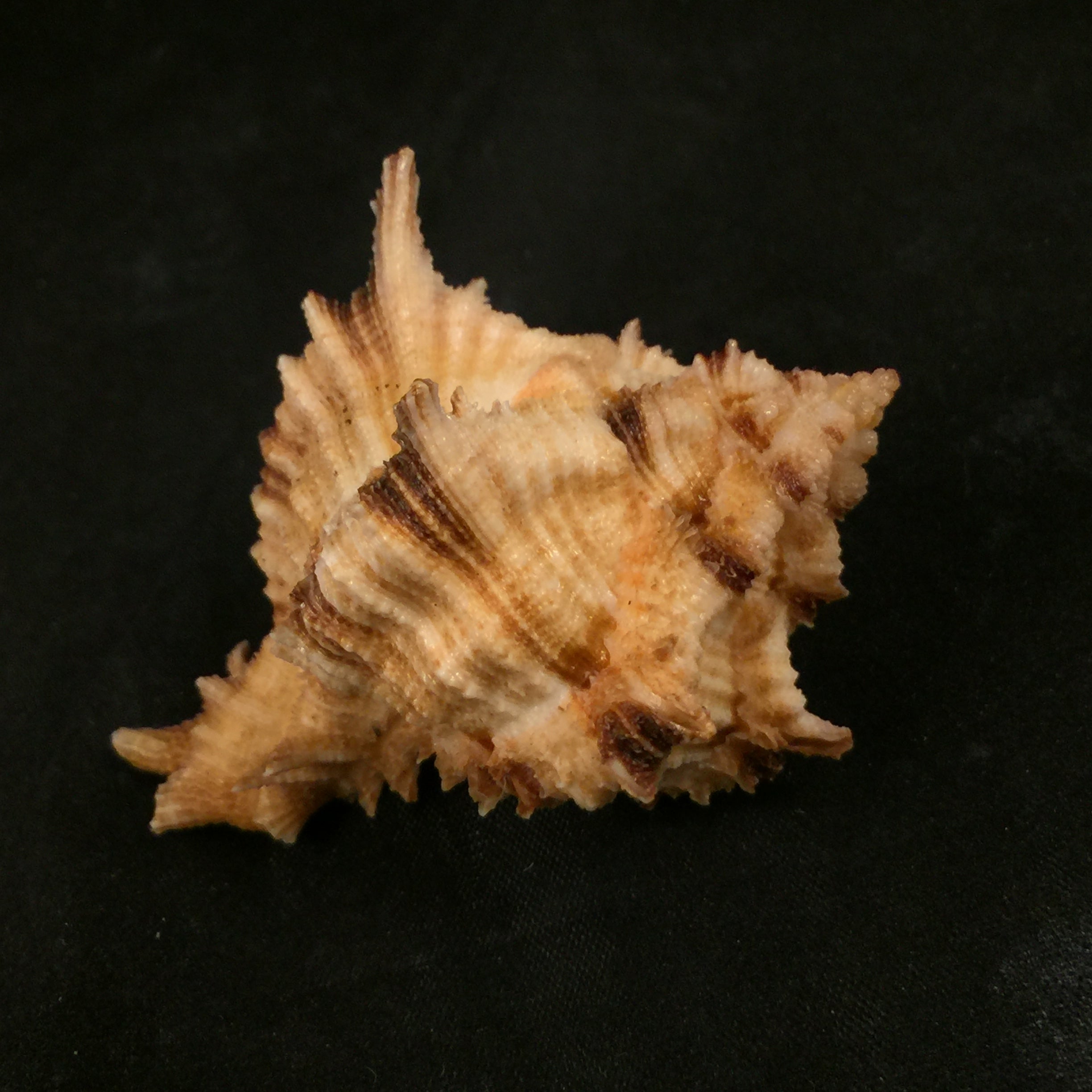 Hexaplex rosarium (Röding, 1798) - 66,7mm