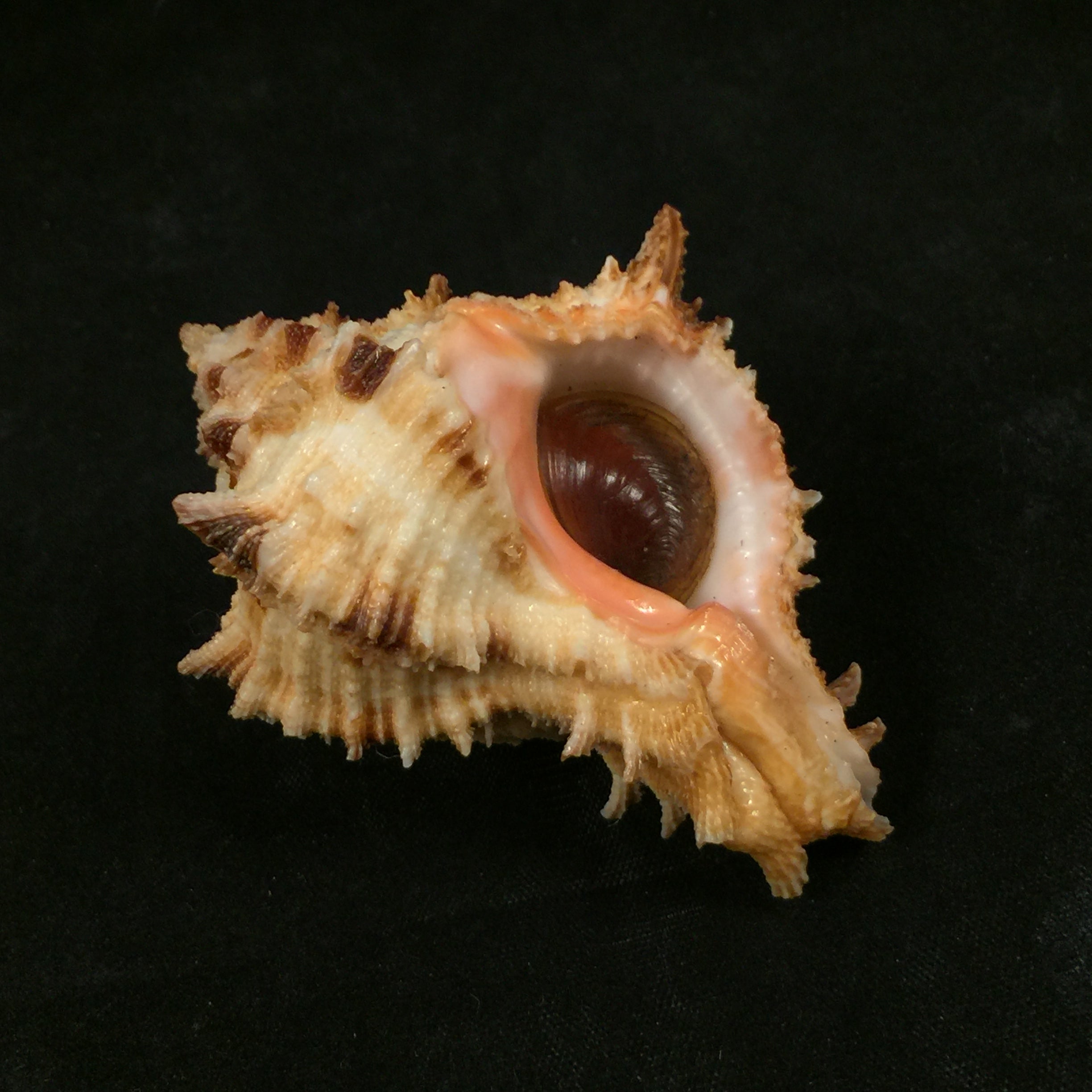 Hexaplex rosarium (Röding, 1798) - 66,7mm