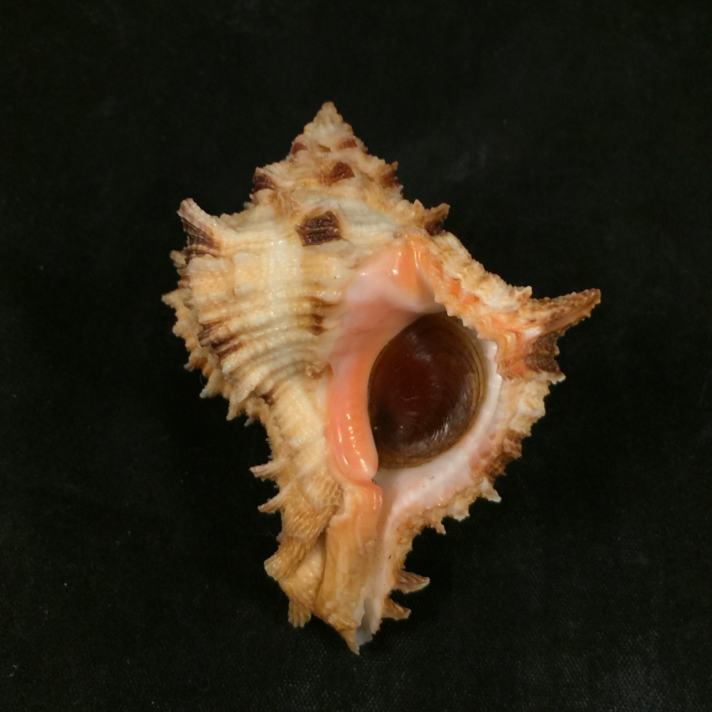 Hexaplex rosarium (Röding, 1798) - 66,7mm