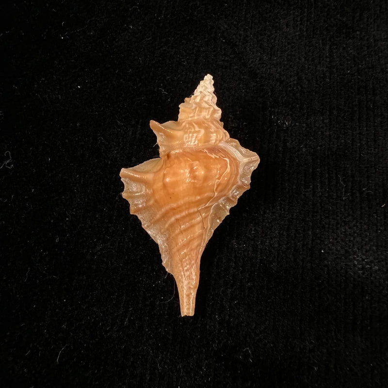 Eupleura vokesorum Herbert, 2005 - 40,8mm