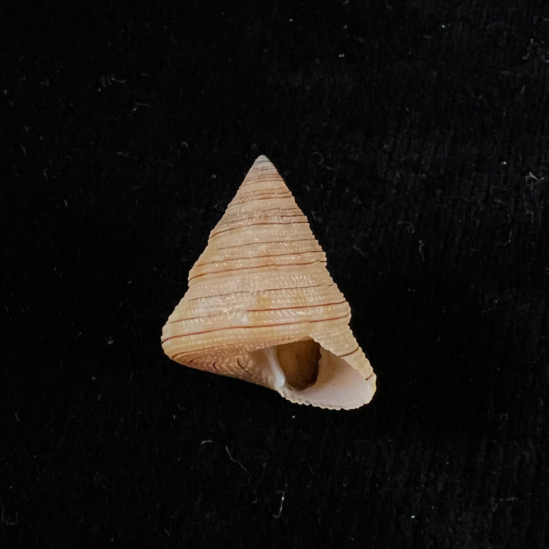 Calliostoma gemmosum (Reeve, 1842) - 21,7mm