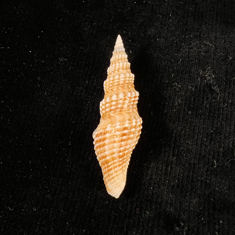 Hindsiclava andromeda (Dall, 1919) - 54,1mm