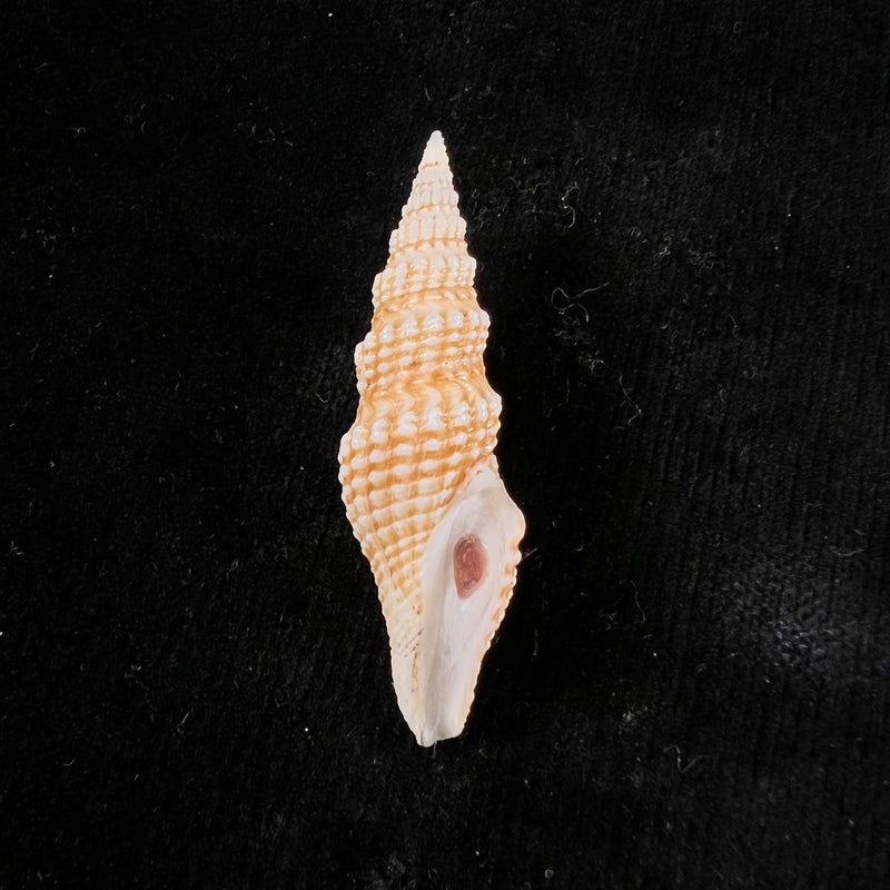 Hindsiclava andromeda (Dall, 1919) - 54,1mm