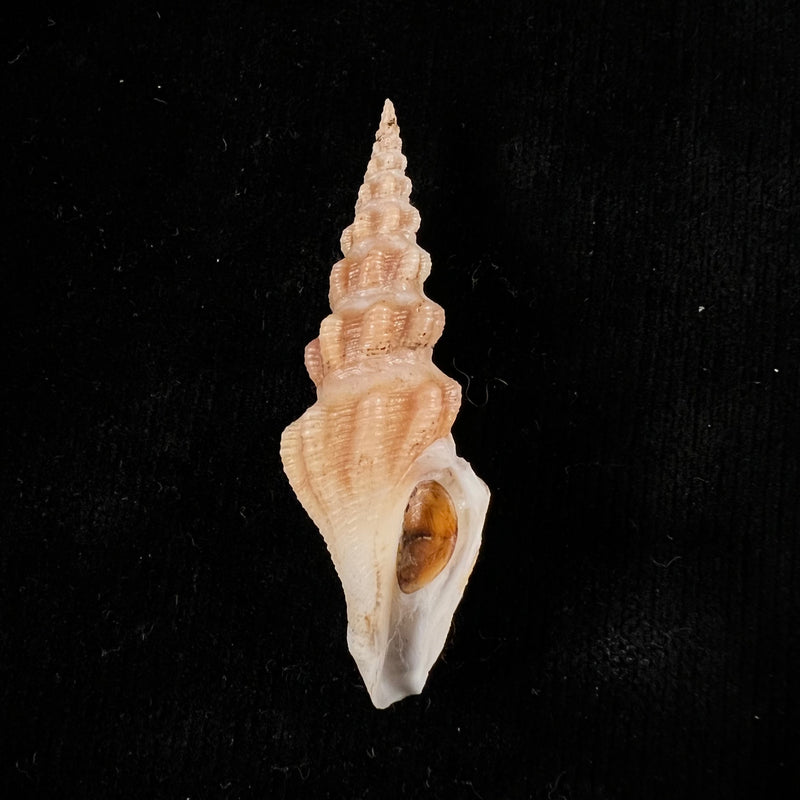 Doxospira hertleini Shasky, 1971 - 57,7mm