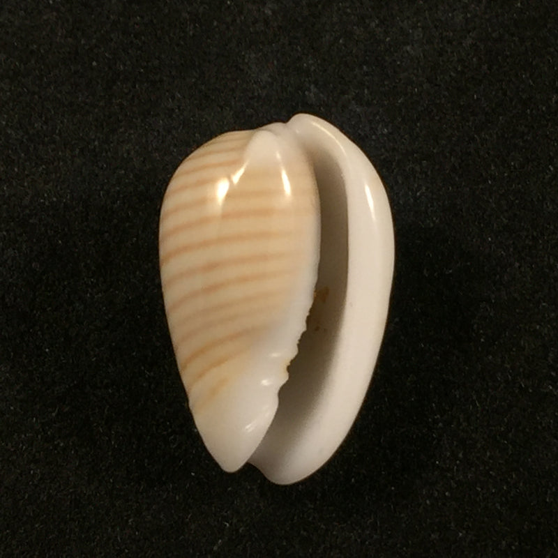 Persicula cingulata (Dillwyn, 1817) - 16,8mm