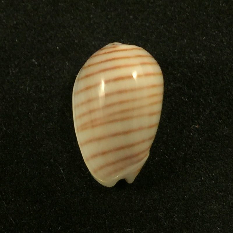 Persicula cingulata (Dillwyn, 1817) - 16,6mm