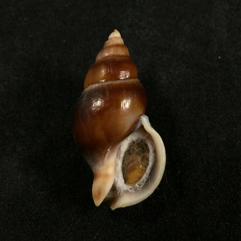 Pareuthria plumbea (Philippi, 1844) - 26,7mm