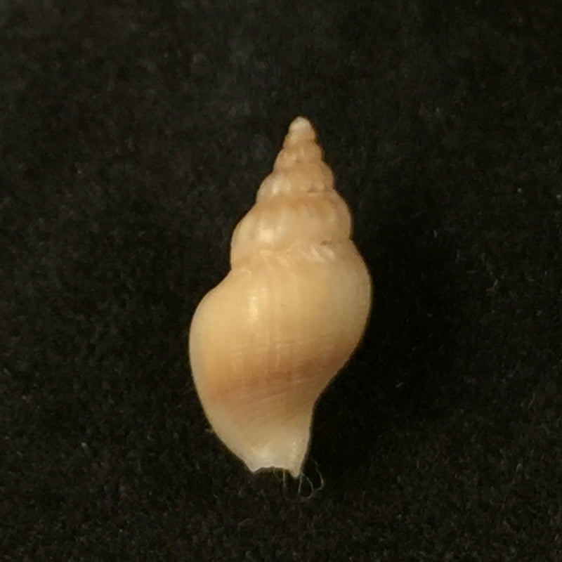 Pareuthria powelli Cernohorsky, 1977 -  13,6mm