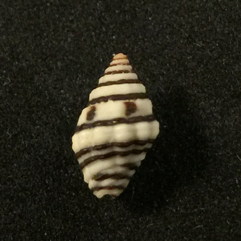 Engina lineata (Reeve, 1846) - 10,2mm