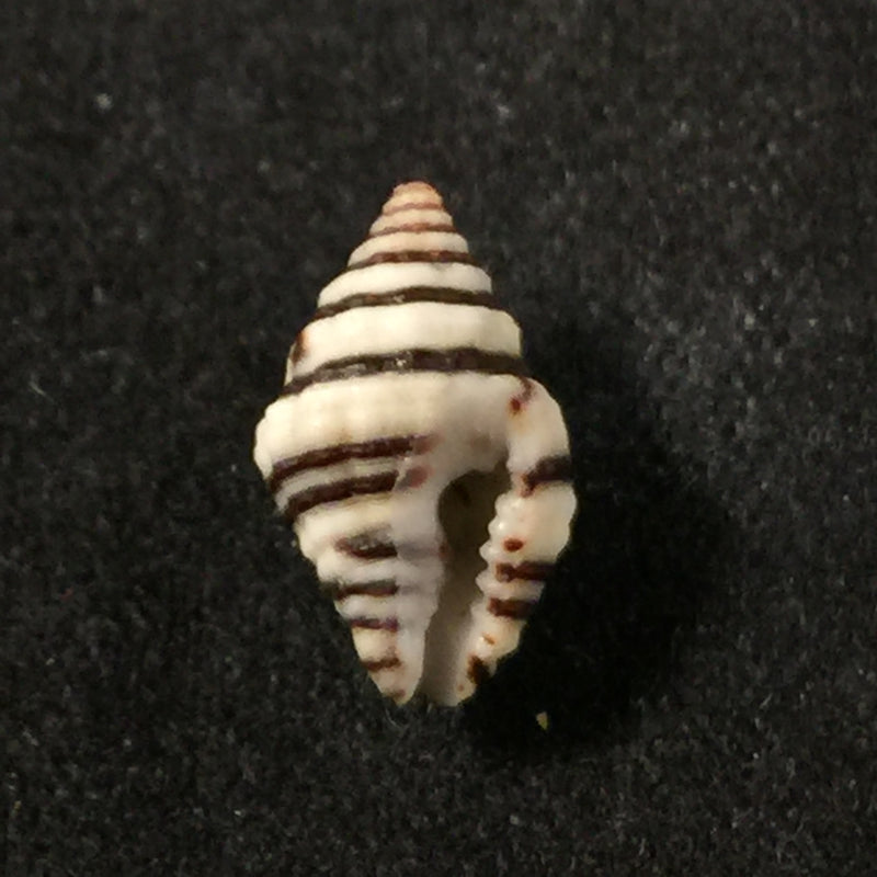 Engina lineata (Reeve, 1846) - 10,2mm