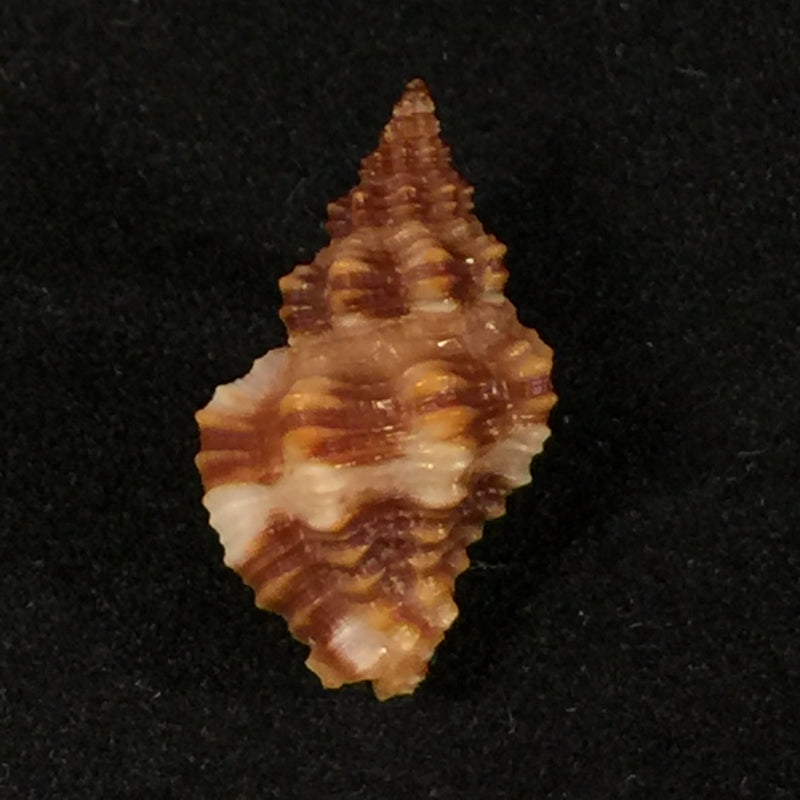 Engina karinae (Nowell-Usticke, 1959) - 18,1mm