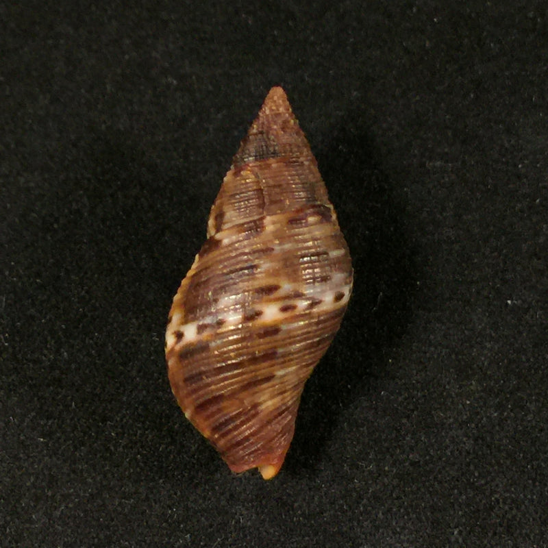 Pisania pusio (Linnaeus, 1758) - 27,5mm