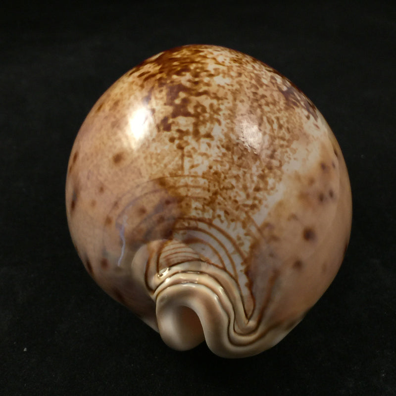 Leporicypraea valentia (Perry, 1811) - 96,5mm