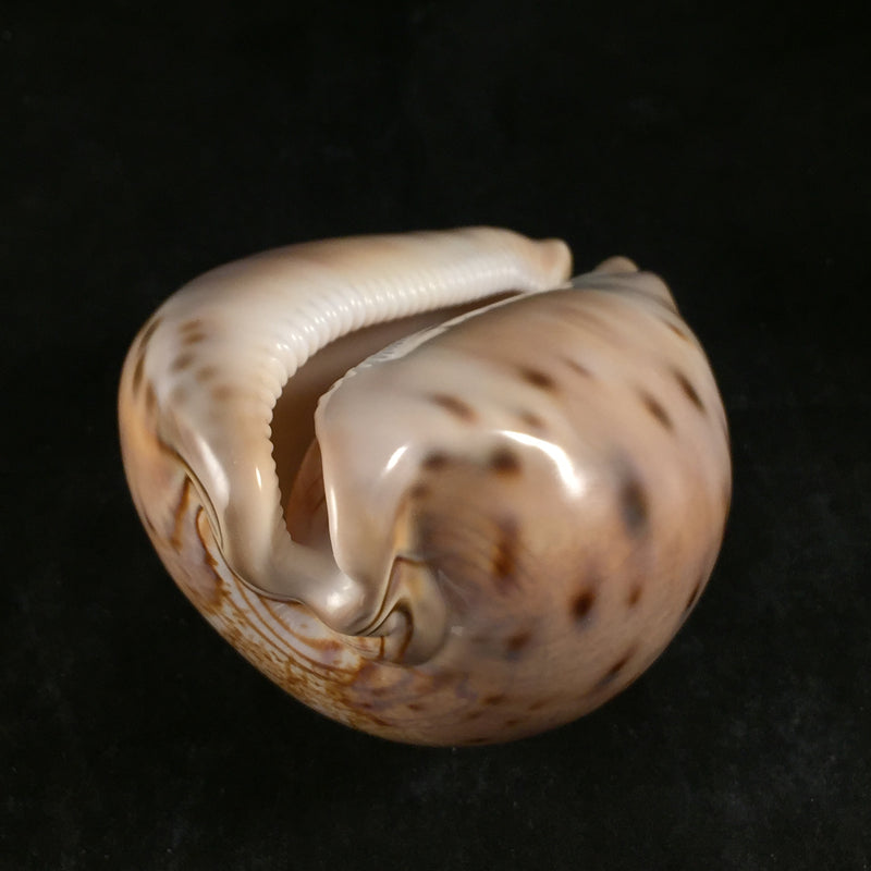Leporicypraea valentia (Perry, 1811) - 96,5mm