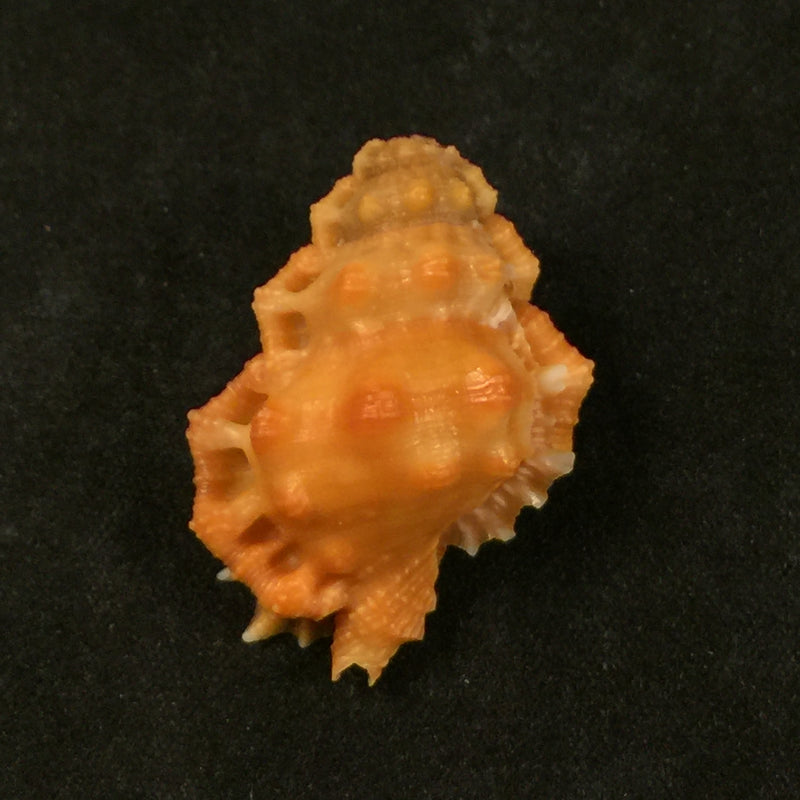 Bursa corrugata ponderosa (Reeve, 1844) - 32,1mm