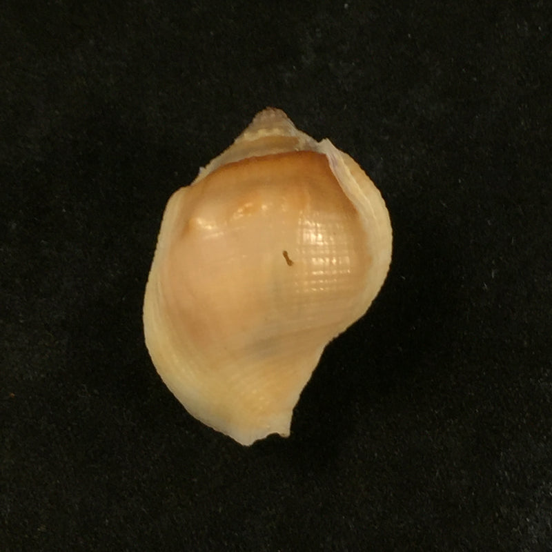Aspa marginata (Gmelin, 1791) - 25,2mm