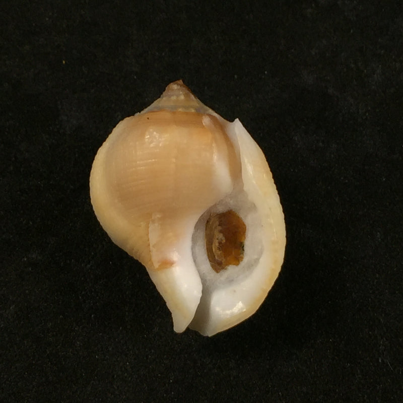 Aspa marginata (Gmelin, 1791) - 25,2mm