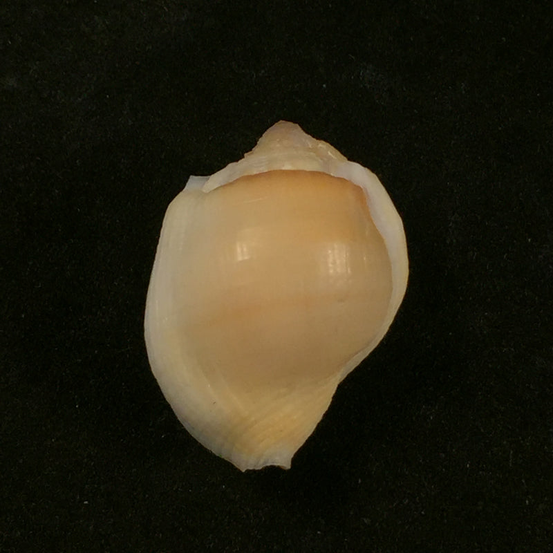 Aspa marginata (Gmelin, 1791) - 24,9mm