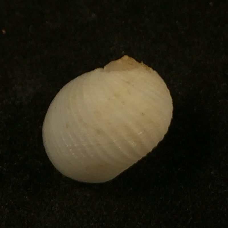 Vanikoro cancellata (Lamarck, 1822) - 11,3mm
