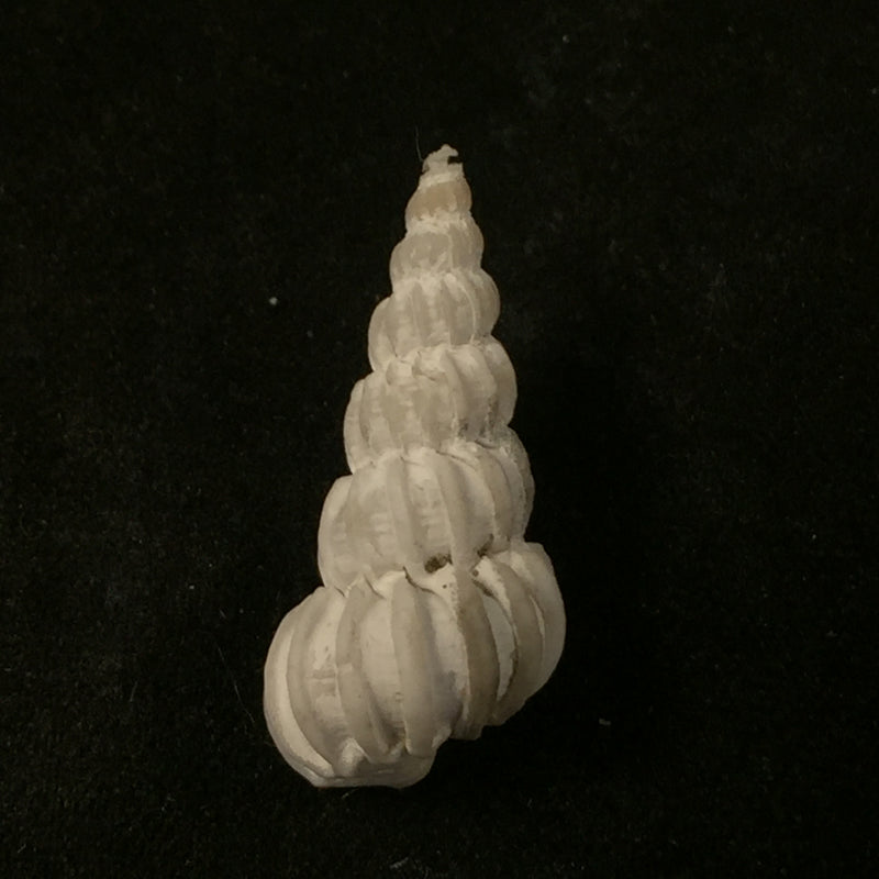 Epitonium magellanicum (Philippi, 1845) - 23,5mm