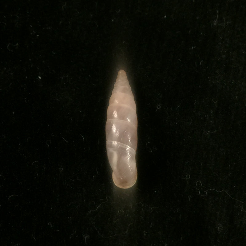 Medora agnata agnata (L. Pfeiffer, 1842) - 18,2mm