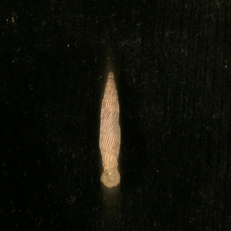 Agathylla exarata mostarensis Brancsik, 1889 - 17,3mm