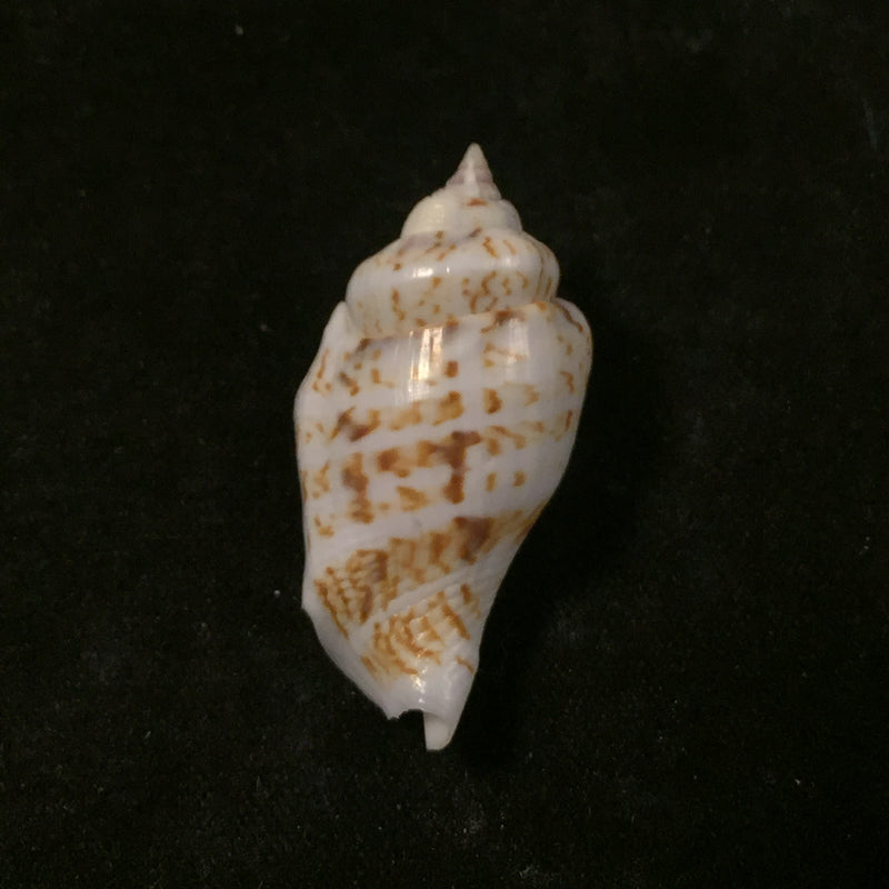 Gibberulus gibbosus (Röding, 1798) - 32mm
