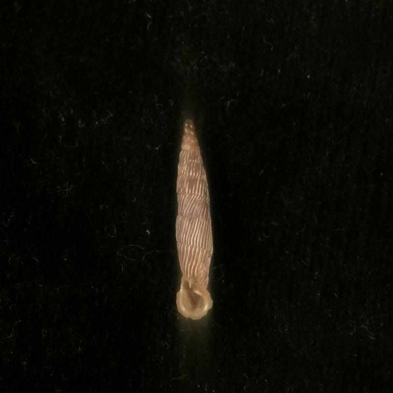 Agathylla exarata mostarensis Brancsik, 1889 - 17,3mm