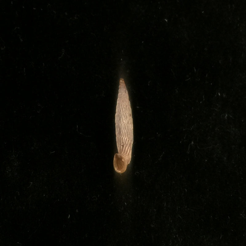 Agathylla exarata mostarensis Brancsik, 1889 - 18mm