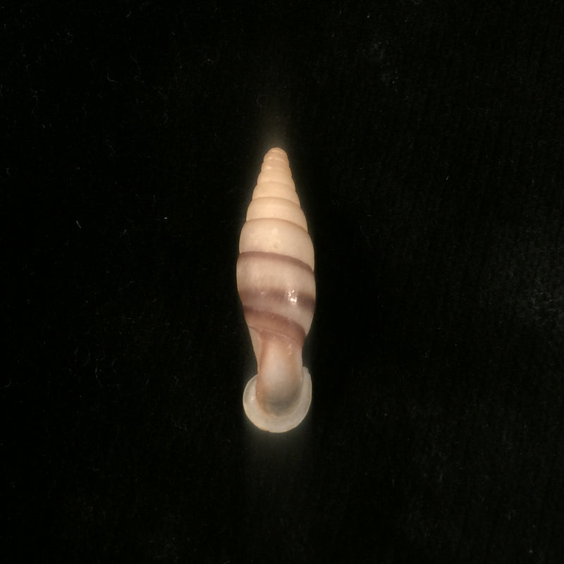 Grandinenia fuchsi cinderella (H. Nordsieck, 2002) - 30,2mm