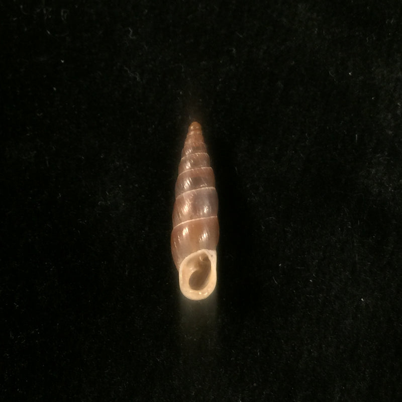 Alopia livida (Menke, 1828) - 16,5mm