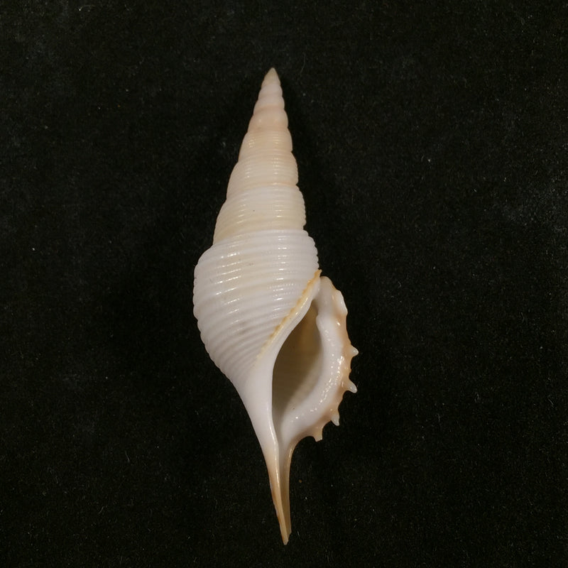Tibia powisi (Petit de la Saussaye, 1840) - 47,7mm