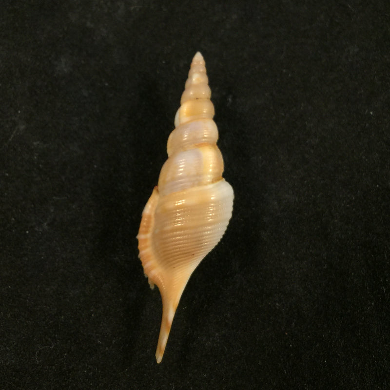 Tibia powisi (Petit de la Saussaye, 1840) - 43,9mm