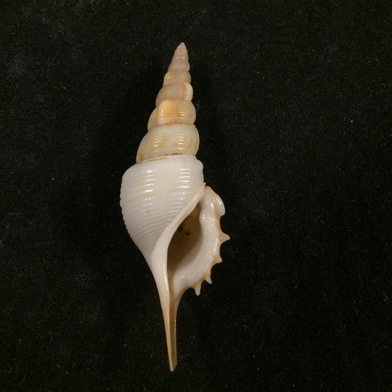 Tibia powisi (Petit de la Saussaye, 1840) - 43,9mm