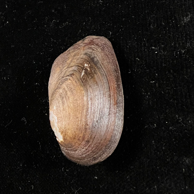 Anodontites elongatus napoensis (Lea, 1868) - 52,6mm