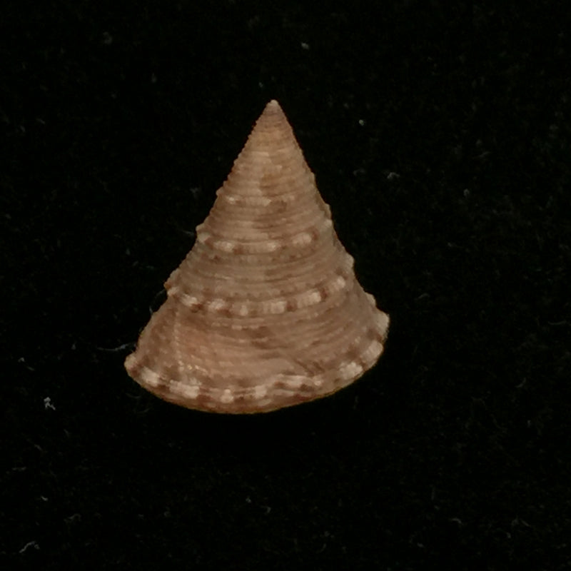 Calliostoma gubbioli Nofroni, 1984 - 13,9mm