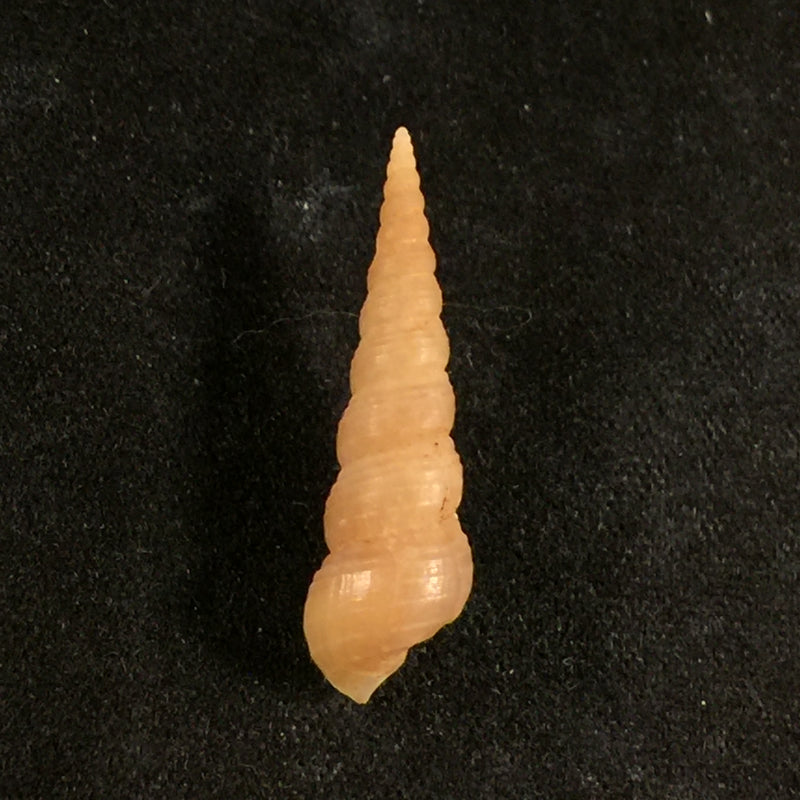 Mesalia brevialis (Lamarck, 1822) - 23,6mm