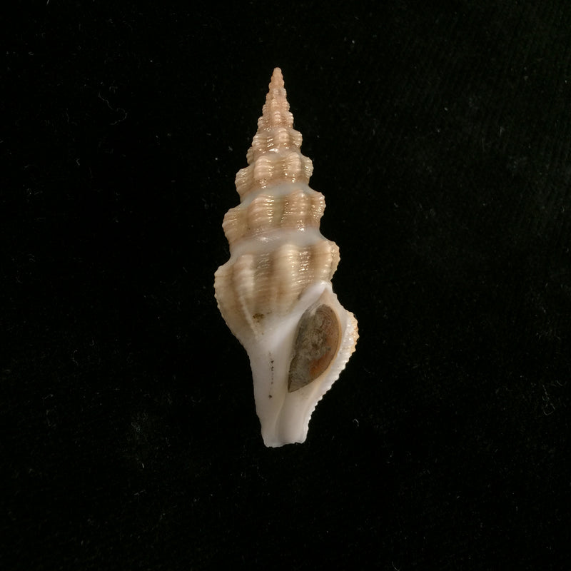 Doxospira hertleini Shasky, 1971 - 52,1mm
