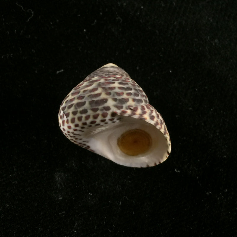 Phorcus turbinatus (Born, 1778) - 25,3mm