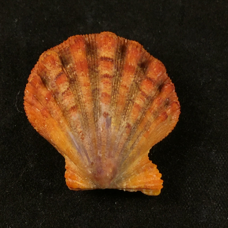 Bractechlamys corallinoides (d'Orbigny, 1840) - 27,9mm