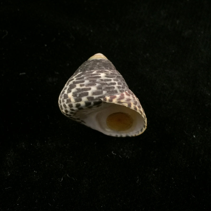 Phorcus turbinatus (Born, 1778) - 24,3mm