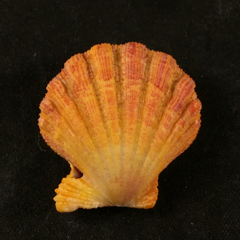 Bractechlamys corallinoides (d'Orbigny, 1840) - 27,9mm
