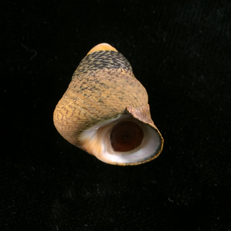 Phorcus lineatus (da Costa, 1778) - 31,4mm