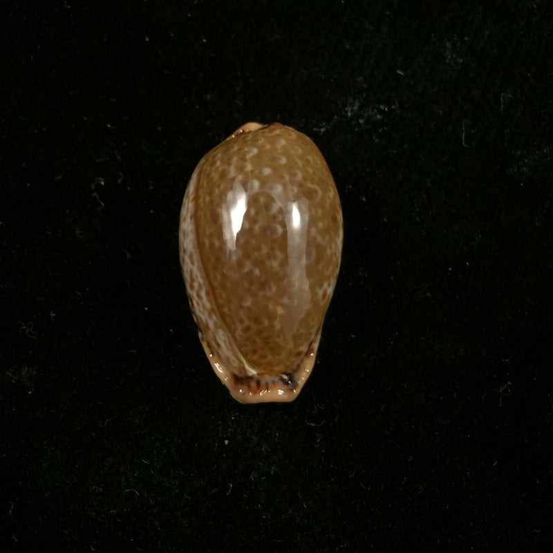 Naria spurca (Linnaeus, 1758) - 27mm