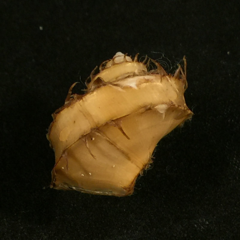 Trichotropis bicarinata (G. B. Sowerby I, 1825) - 21,7mm